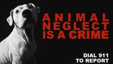Dream About Neglecting A Dog – Hidden Messages and Insights