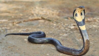 Dream About Snake Loose In House – What It Could Indicate