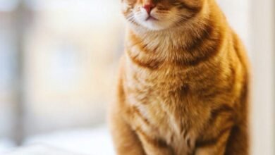 Dream About Ginger Cat – Exploring the Meaning