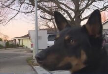 Dream About Dog Coming Back To Life – What It Represents