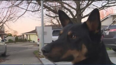 Dream About Dog Coming Back To Life – What It Represents