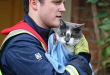Dream About Saving A Cat – Causes and Interpretations