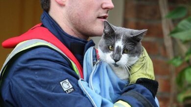 Dream About Saving A Cat – Causes and Interpretations