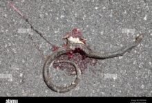 Dream About Seeing Dead Snake – Causes and Interpretations