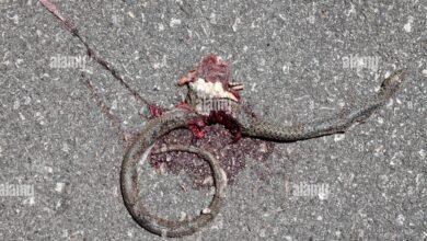 Dream About Seeing Dead Snake – Causes and Interpretations