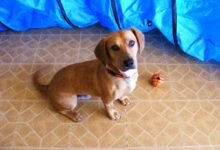 Dream About Dog Following You – Decoding the Message