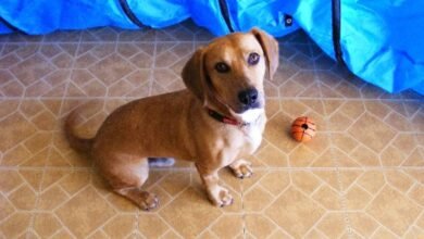 Dream About Dog Following You – Decoding the Message