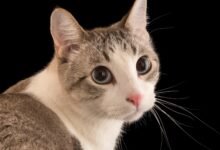 Dream About Cats Chasing Mice – Spiritual and Psychological Insights