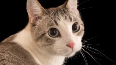 Dream About Cats Chasing Mice – Spiritual and Psychological Insights