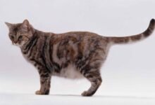 Dream About Pregnant Cat – Causes and Interpretations