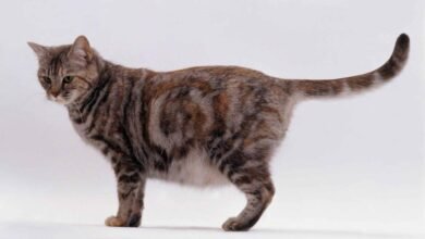 Dream About Pregnant Cat – Causes and Interpretations