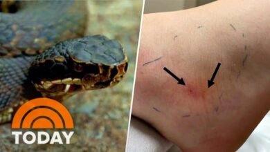 Dream About Snake Bite On Foot – What It Represents
