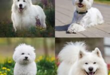 Dream About White Dog Attacking Me – Symbolism and Significance