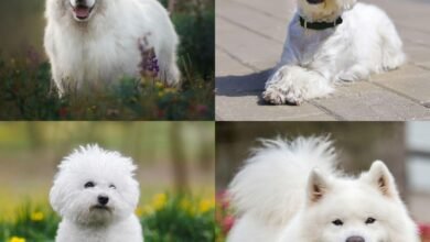 Dream About White Dog Attacking Me – Symbolism and Significance