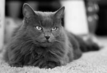 Dream About Gray Cat – Spiritual and Psychological Insights
