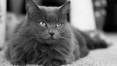 Dream About Gray Cat – Spiritual and Psychological Insights