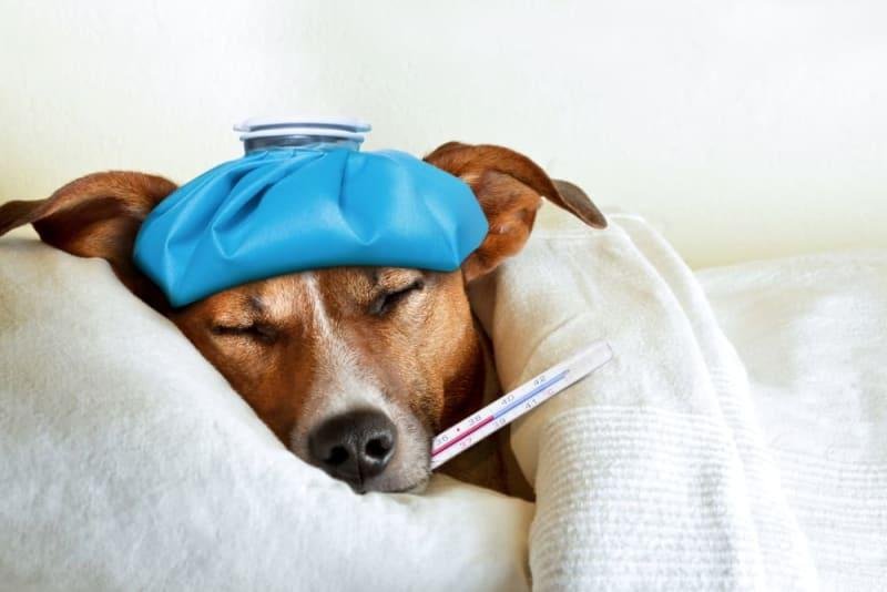 51 800 - Dream About Sick Dog – Causes and Interpretations