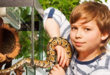 Dream About Pet Snake – Causes and Interpretations