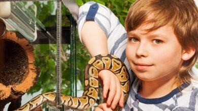 Dream About Pet Snake – Causes and Interpretations