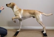 Dream About Dog Leg Falling Off – Hidden Messages and Insights