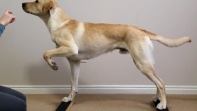 Dream About Dog Leg Falling Off – Hidden Messages and Insights