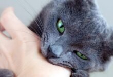 Dream About Getting Bitten By A Cat – Symbolism and Significance