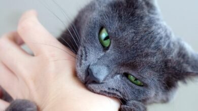 Dream About Getting Bitten By A Cat – Symbolism and Significance