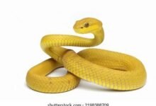 Dream About Yellow Snake In Islam – Spiritual and Psychological Insights