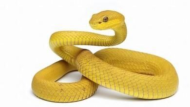 Dream About Yellow Snake In Islam – Spiritual and Psychological Insights