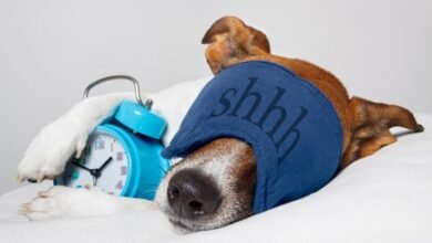 Dream About New Dog – Understanding Its Implications