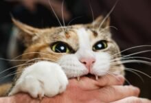 Dream About A Cat Biting My Foot – Analysis and Explanation