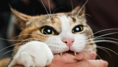 Dream About A Cat Biting My Foot – Analysis and Explanation