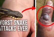 Dream About Snake Attacking Someone – Spiritual and Psychological Insights