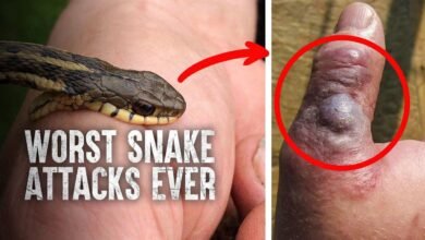 Dream About Snake Attacking Someone – Spiritual and Psychological Insights