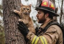 Dream About Rescuing A Cat – Analysis and Explanation