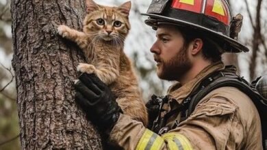 Dream About Rescuing A Cat – Analysis and Explanation