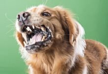 Dream About Rabid Dog – Decoding the Message