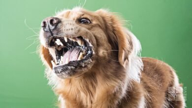 Dream About Rabid Dog – Decoding the Message