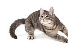 Dream About My Cat Running Away – Understanding Its Implications