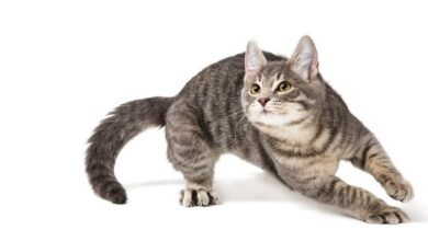 Dream About My Cat Running Away – Understanding Its Implications