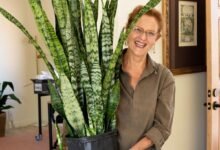 Dream About Snake Plant – Exploring the Meaning