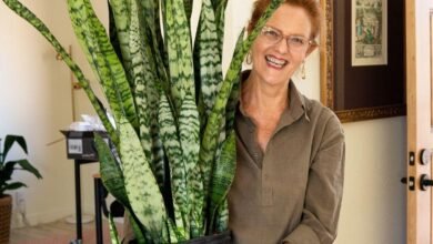 Dream About Snake Plant – Exploring the Meaning