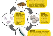 Dream About Dog Having Fleas – Hidden Messages and Insights