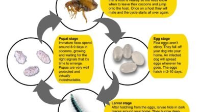 Dream About Dog Having Fleas – Hidden Messages and Insights