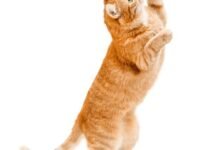 Dream About Cat Walking On Hind Legs – Causes and Interpretations
