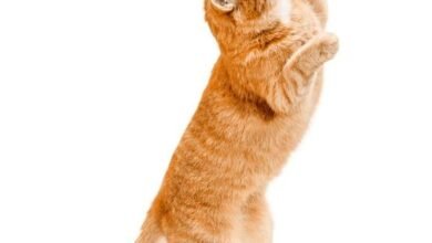 Dream About Cat Walking On Hind Legs – Causes and Interpretations