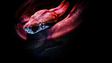 Dream About A Snake In The House – Spiritual and Psychological Insights
