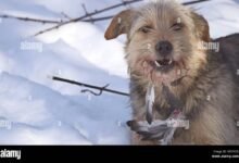 Dream About Dog Eating Bird – Analysis and Explanation