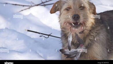 Dream About Dog Eating Bird – Analysis and Explanation