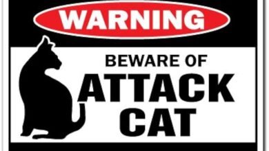 Dream About Being Attacked By A Cat – What It Could Indicate